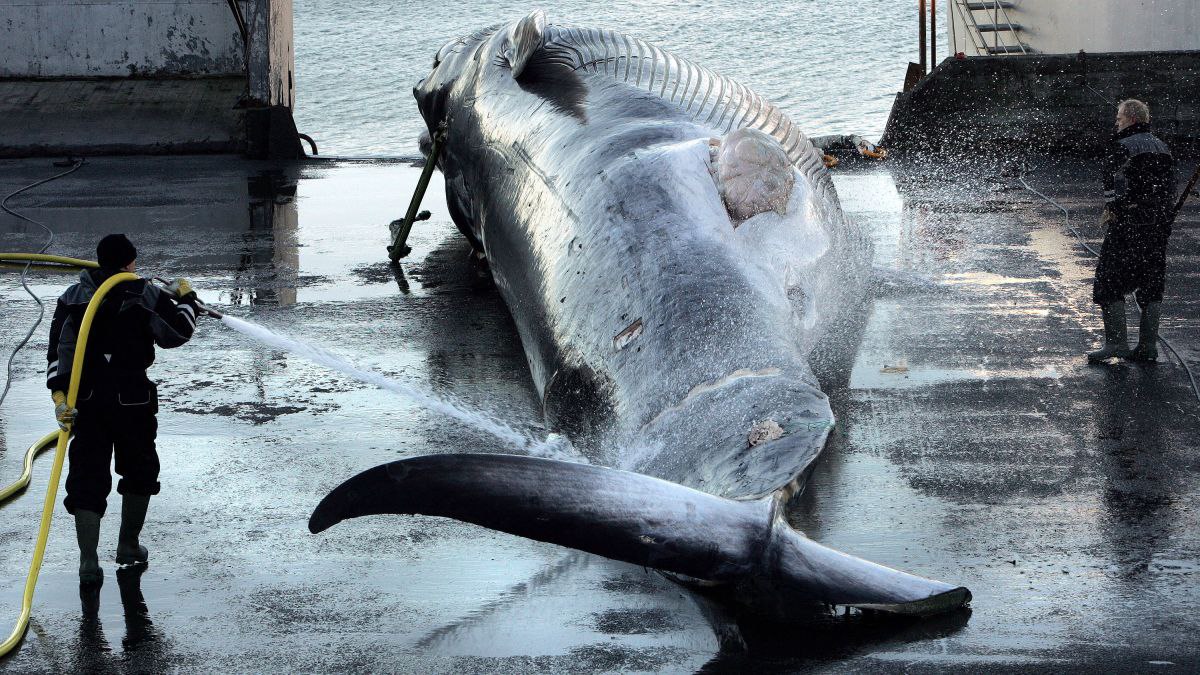 Ισλανδία: Η κυβέρνηση αναστέλλει τη φαλαινοθηρία στο όνομα της καλής διαβίωσης των ζώων