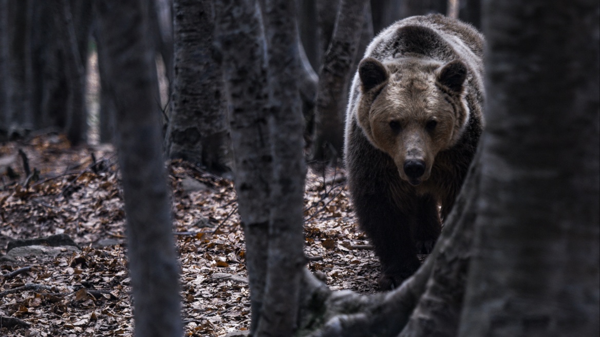 Ανησυχία από την εκ νέου εμφάνιση αρκούδας στον Ταξιάρχη – Νέα προσπάθεια σύλληψής της από εβδομάδα