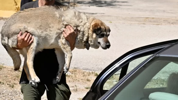 Σκύλος μεταφέρεται σε ασφαλές μέρος από πυροσβέστη