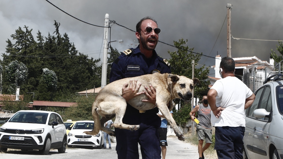 Ειδικά συνεργεία του Δήμου Αχαρνών παρέχουν βοήθεια σε απειλούμενα ζώα