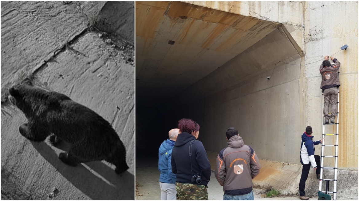 Παρακολούθησαν με κάμερες τη διέλευση άγριων ζώων από υπόγεια περάσματα της Εγνατίας Οδού – Δείτε φωτογραφίες