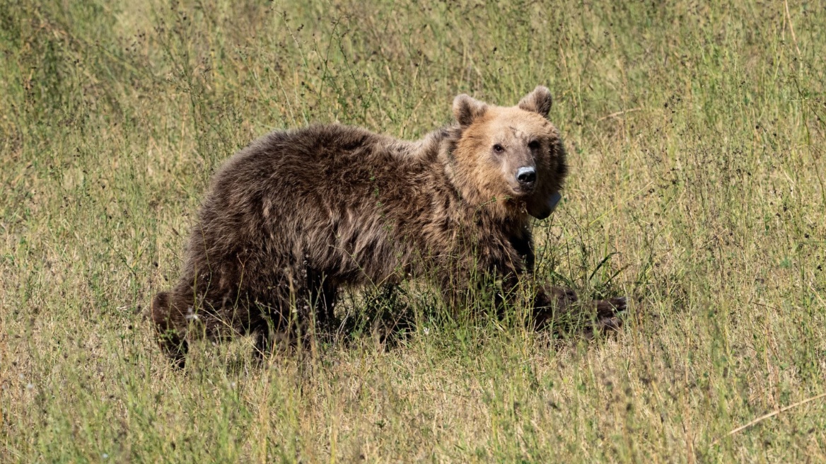 Η Γλύκα ξανά στο δάσος! Επανένταξη αρκούδας από τον «Αρκτούρο» – Δείτε βίντεο