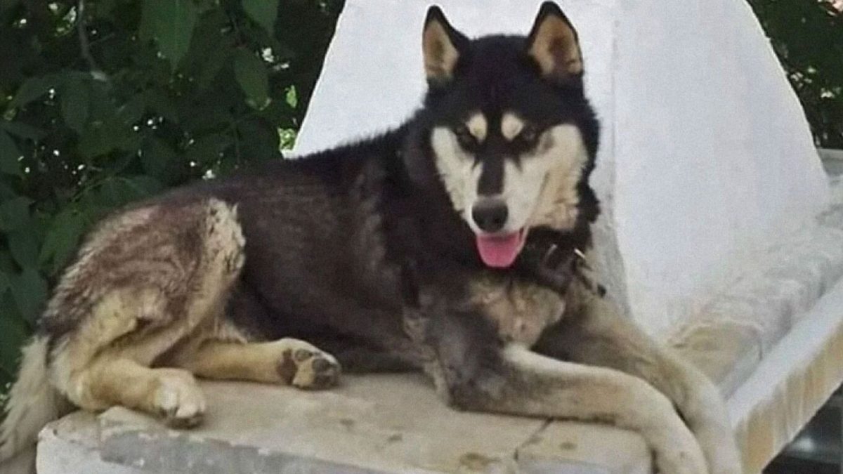 Αράχωβα: Ανατροπή στην υπόθεση θανάτου του «Όλιβερ» – Πληροφορίες πως κακοποιήθηκε από αγέλη σκύλων ή άγρια ζώα