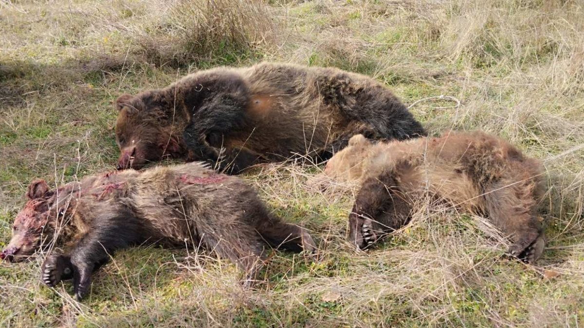 H εισαγγελία του Αρείου Πάγου εποπτεύει τις έρευνες για τη θανάτωση αρκούδων στη Βόρεια Ελλάδα