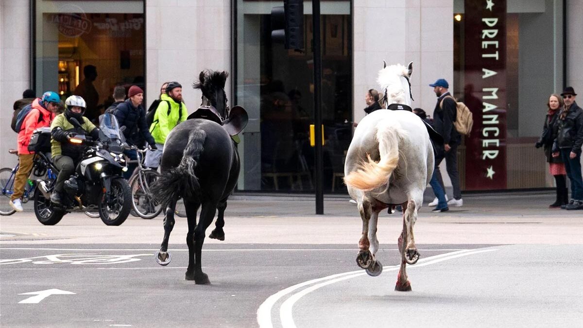 Άλογα εθεάθησαν να καλπάζουν ελεύθερα στο κέντρο του Λονδίνου