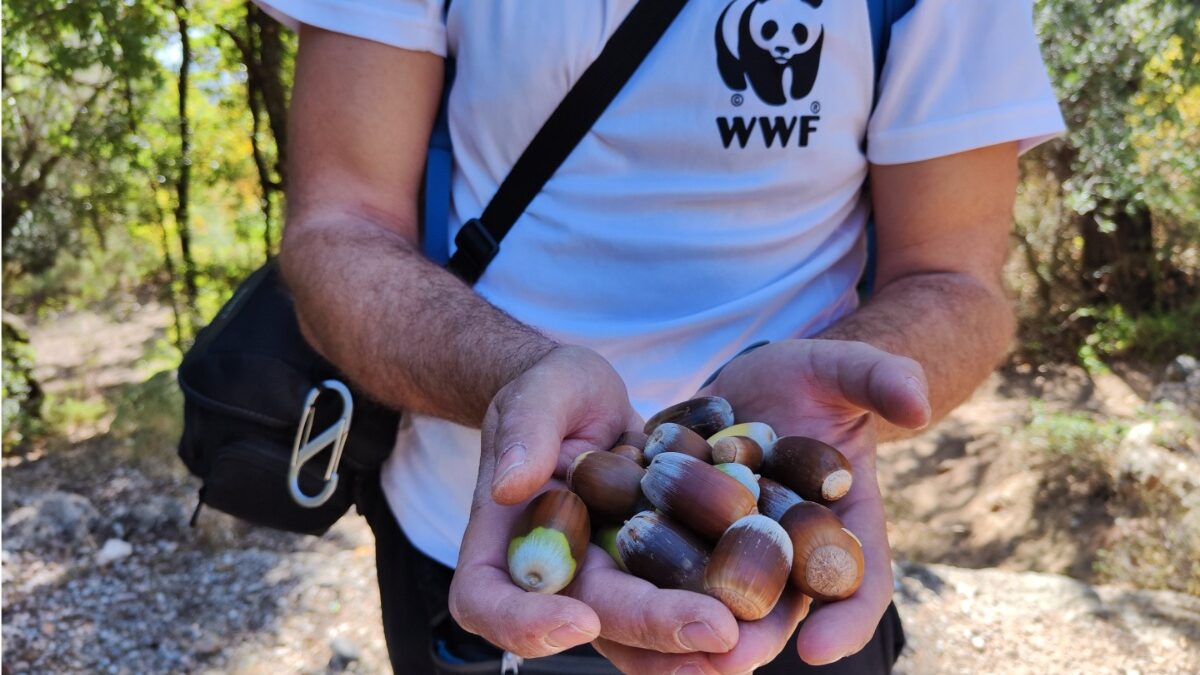 Πρόγραμμα της WWF Ελλάς για τη συλλογή σπόρων για ένα ζωντανό δάσος, με την ενεργή συμβολή των πολιτών