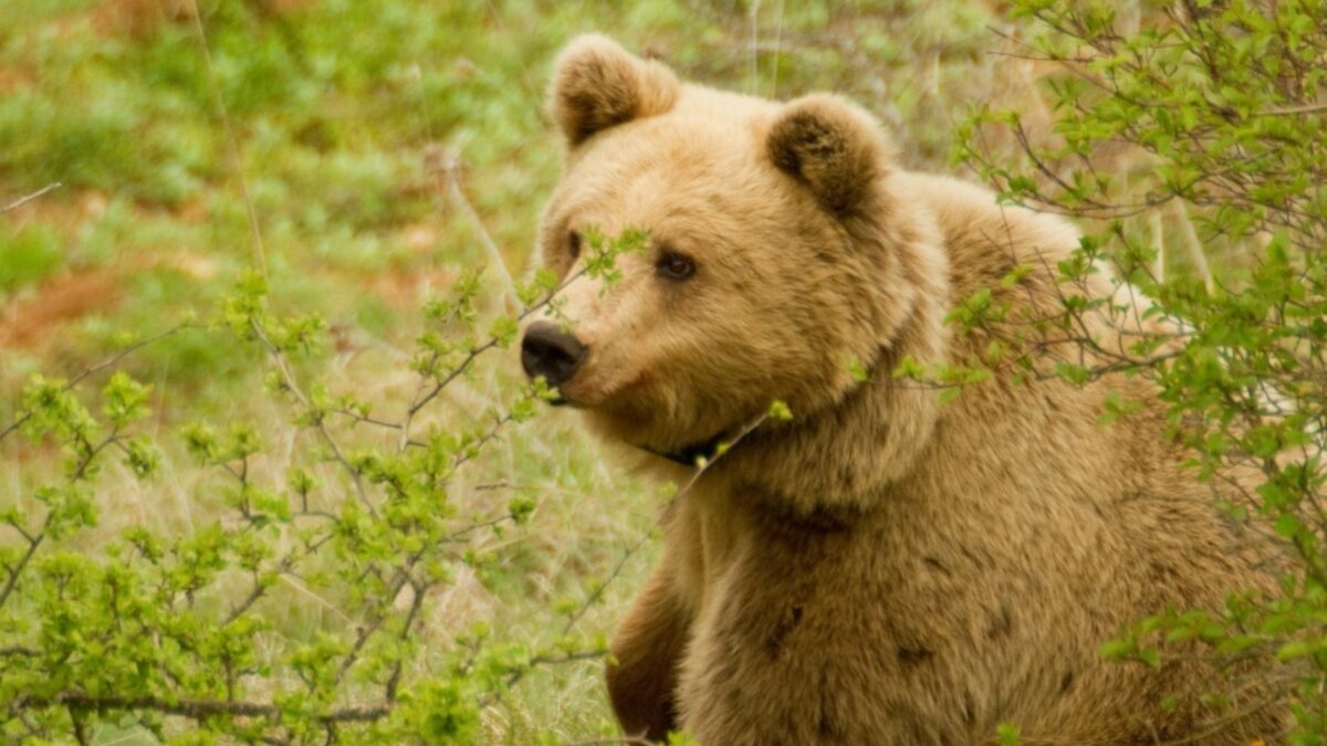 «Fake news» τα περί παρουσίας αρκούδας στα Βασιλικά, λέει η Καλλιστώ και το Δασαρχείο