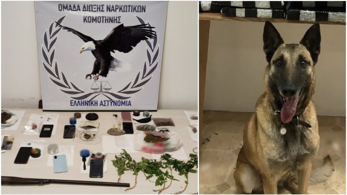 Ναρκωτικά εντόπισαν οι αστυνομικοί σκύλοι «Laika» και «As» στην Κομοτηνή – Συνελήφθησαν δέκα άτομα