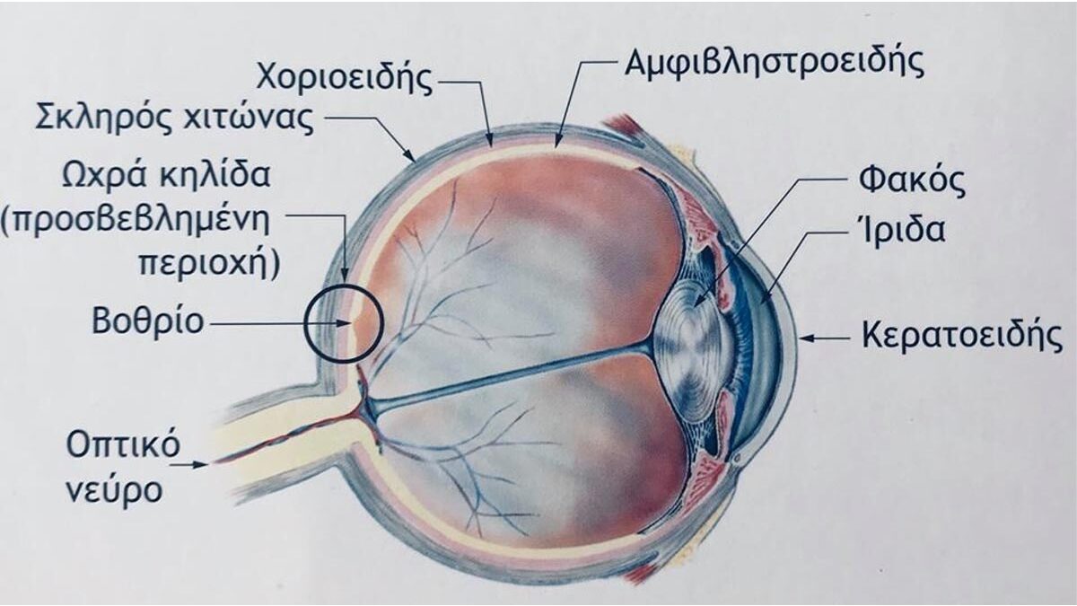 Επαναστατική θεραπεία για την καταπολέμηση της απώλειας όρασης που σχετίζεται με την ηλικία