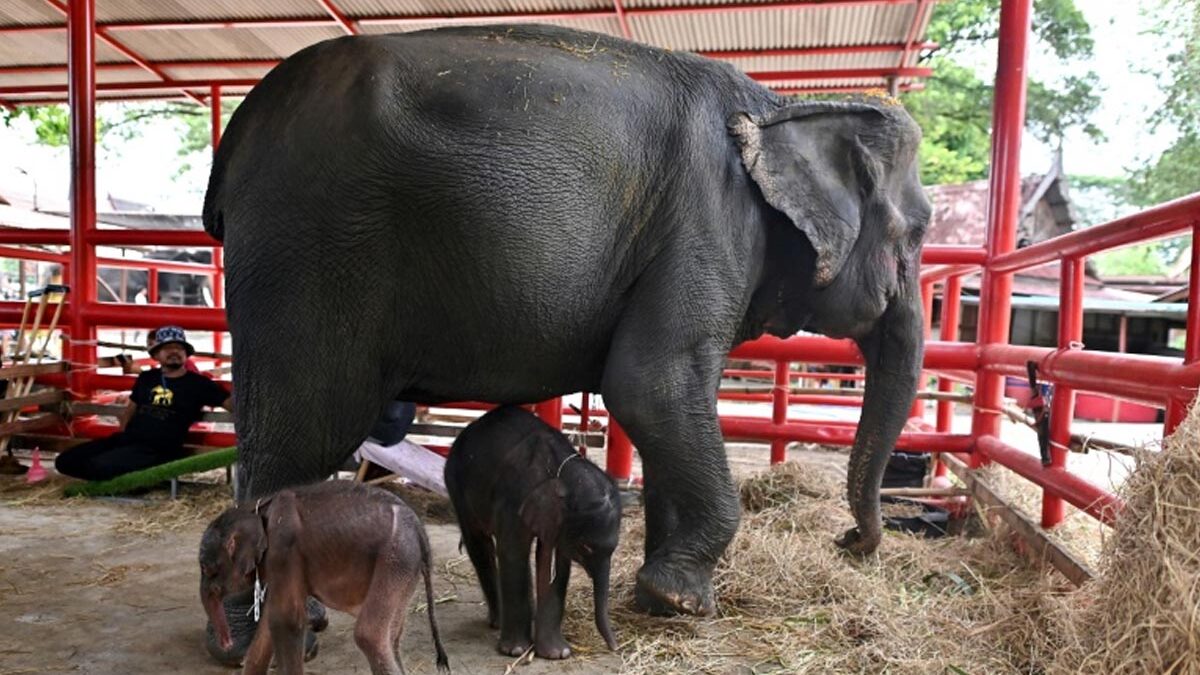 Ταϊλάνδη: Σπάνια γέννηση διδύμων ελεφάντων