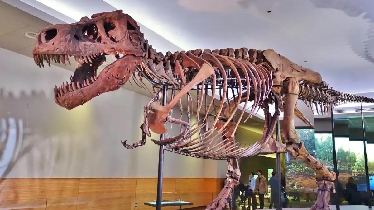 ΗΠΑ: Τρία παιδιά ανακάλυψαν απολιθωμένο οστό νεαρού Τυραννόσαυρου Ρεξ ενώ έκαναν βόλτα