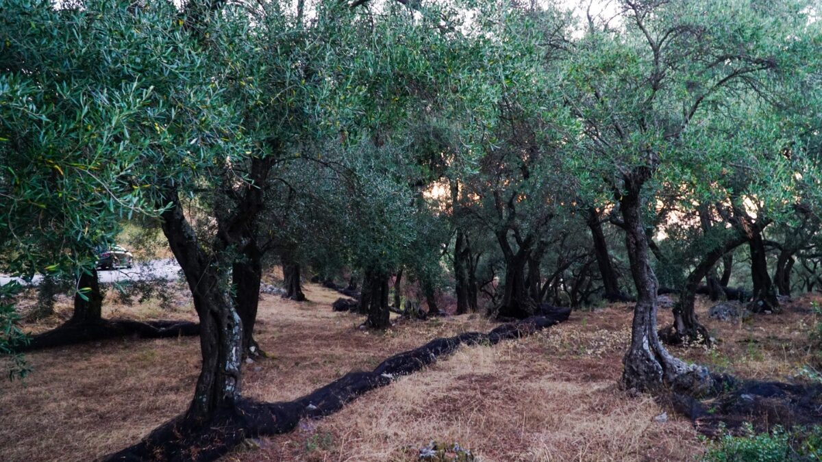 Αυτοψία σε ελαιώνες που έχουν πληγεί από την ξηρασία στην Κρήτη – Μειωμένη αναμένεται να είναι η παραγωγή ελαιολάδου