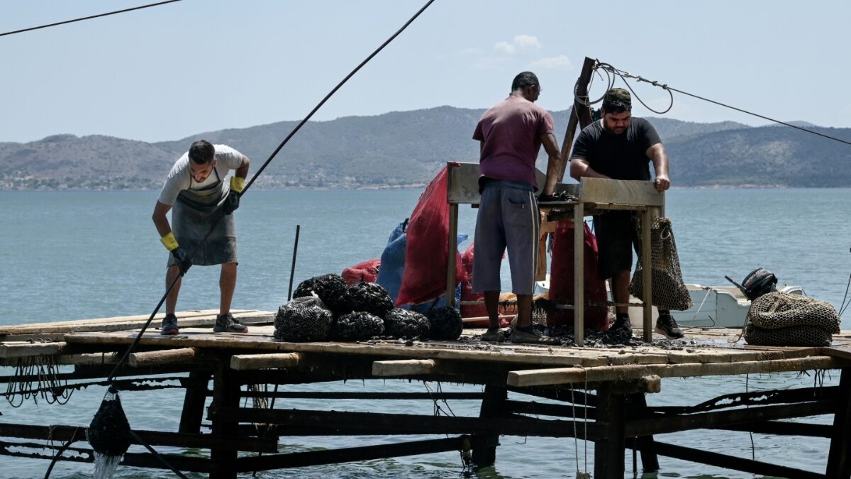 Τσιόδρας: Η ΕΕ να αποζημιώσει τους παραγωγούς θαλάσσιων καλλιεργειών που έπληξε η κλιματική κρίση