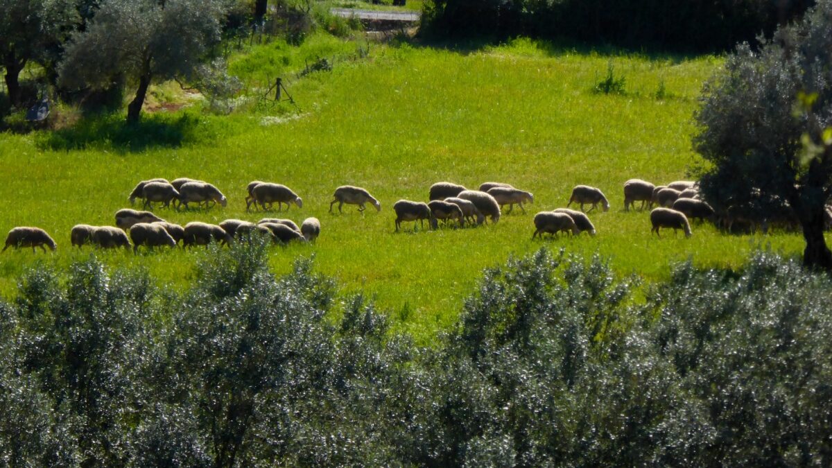 Υπουργείο Αγροτικής Ανάπτυξης και Τροφίμων για την ευλογιά: Στόχος η προστασία και διατήρηση του ζωικού κεφαλαίου της χώρας- Γενναίες οι αποζημιώσεις