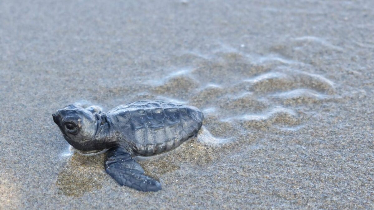 Πεντακόσια χελωνάκια caretta-caretta υπολογίζεται ότι έφτασαν στη θάλασσα το 2024, μετά τις εκσκαφές φωλιών στην Παχιά Άμμο Σταυρού Ακρωτηρίου