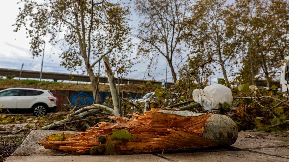 Γιατί έπεσαν τα δέντρα από την κακοκαιρία Bora – Ποια είδη δεν πρέπει να φυτεύονται σε πόλεις