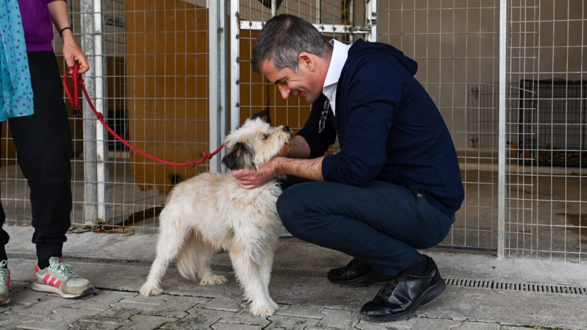 Τις συνθήκες διαβίωσης και περίθαλψης των ζώων στο Καταφύγιο Αδέσποτων του δήμου Αθηναίων καταγγέλλει η παράταξη του Μπακογιάννη