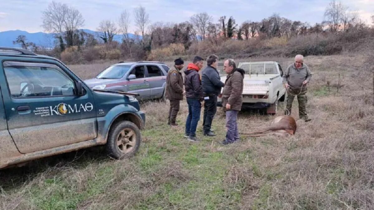 Λαθροθήρας πυροβόλησε και σκότωσε ελάφι που κυοφορούσε στην Κερκίνη