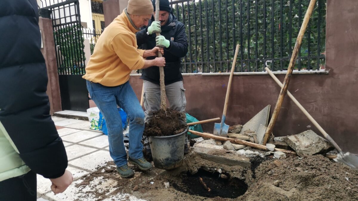 Ένα νέο δέντρο φυτεύτηκε στη θέση που είχε το πλατάνι που έπεσε στην κακοκαιρία Bora