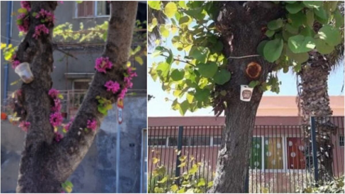 Βιολογική προστασία για τις Κουτσουπιές από την Υπηρεσία Πρασίνου του Δήμου Ηρακλείου
