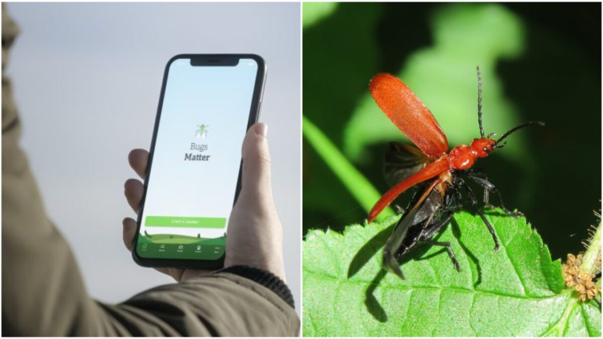Bugs Matter: “Ανησυχητική μείωση” του αριθμού των εντόμων διαπιστώνει η τετραετής έρευνα χιλιάδων εθελοντών