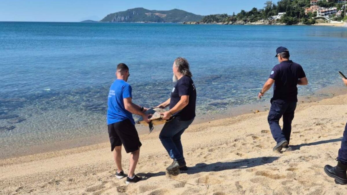 Η ιστορία της «Ωκεάνιας Κυμοθόης», μιας χελώνας με όνομα και στήριξη από τους μαθητές