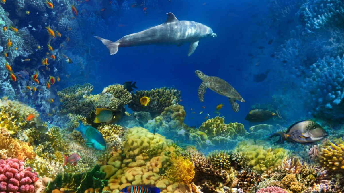 Greenpeace: Οι ωκεανοί είναι γεμάτοι μουσική και περιμένουν να την ακούσεις