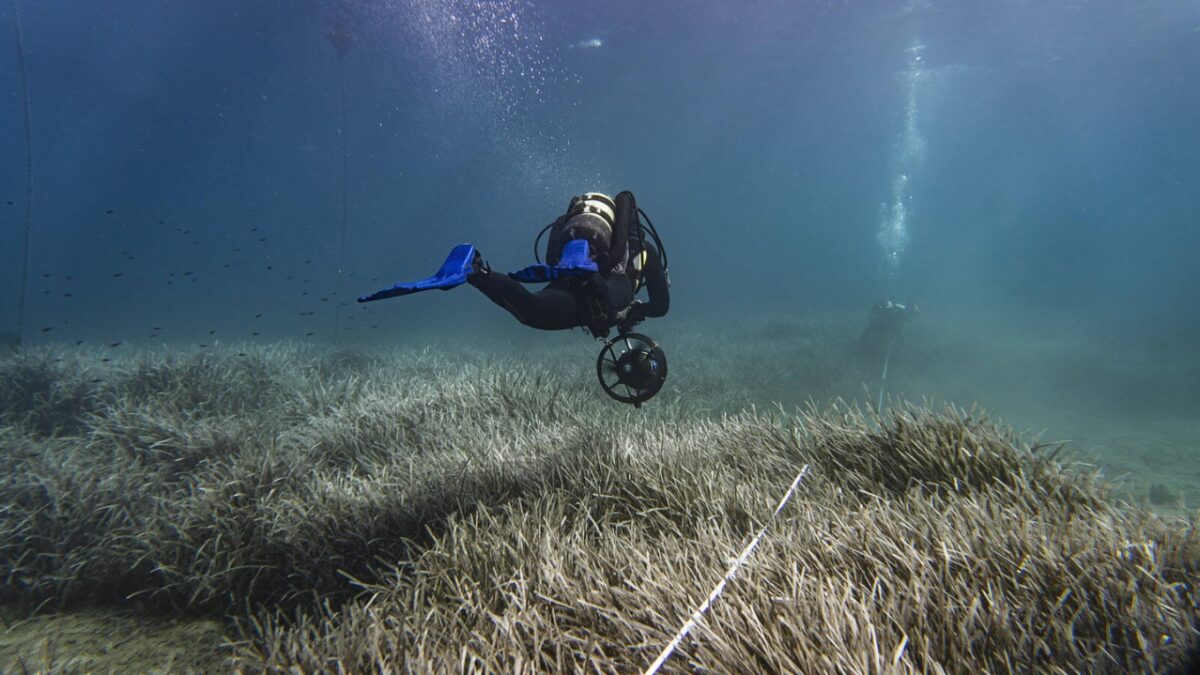 Νέα μελέτη του WWF: Eπείγουσα ανάγκη προστασίας των λιβαδιών Ποσειδωνίας στη Μεσόγειο από τις επιπτώσεις της αγκυροβολίας