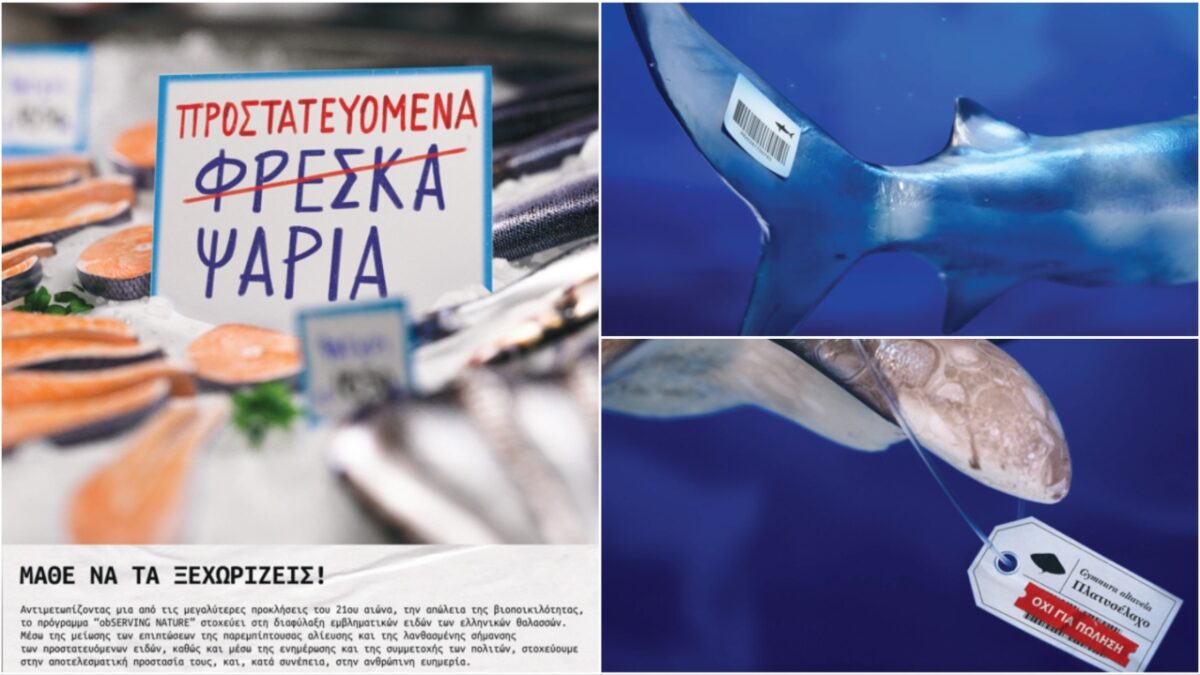 Καμπάνια ενημέρωσης από την iSea: Γνωρίζεις ότι καταναλώνεις προστατευόμενους καρχαρίες και σαλάχια που «βαφτίζονται» γαλέος και ρίνα;
