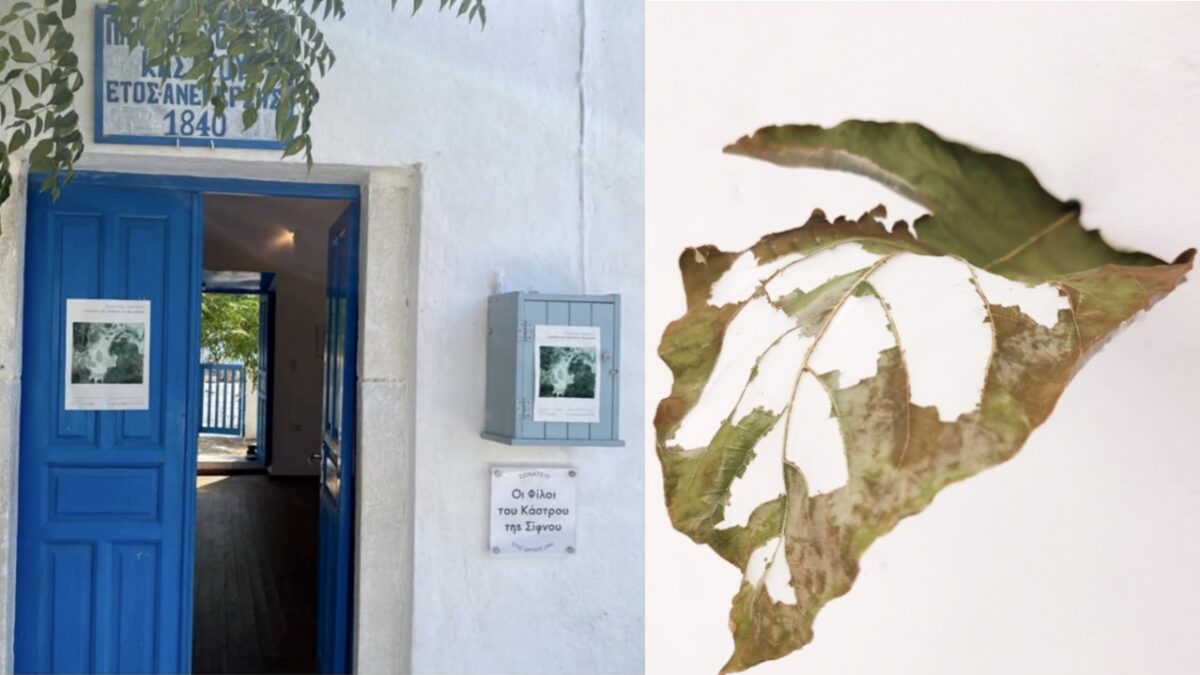 Botanical Relics: Aτομική έκθεση της Αλεξίας Ψαραδέλη στη Σίφνο