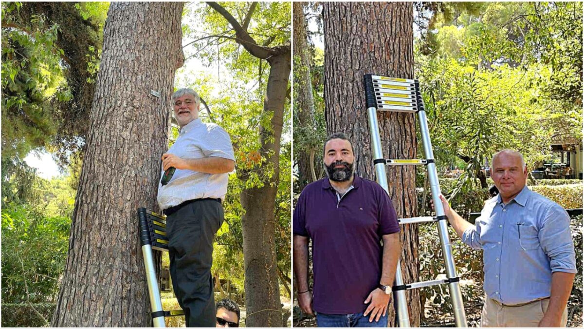 Πρόγραμμα ώστε να διερευνηθεί η επικινδυνότητα των δέντρων που φύονται στην πόλη και στους οικισμούς του δήμου Ρεθύμνης