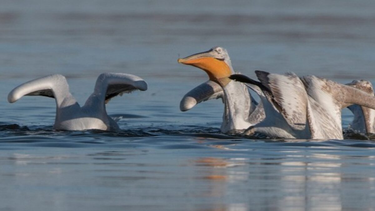 «Pelican Watch», μια εφαρμογή της επιστήμης των πολιτών για τους πελεκάνους