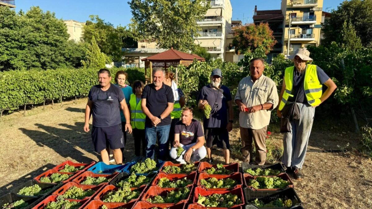 Ξεκίνησε ο τρύγος στον αστικό αμπελώνα του Δήμου Θεσσαλονίκης: Αναμένεται πολύ καλή σοδειά