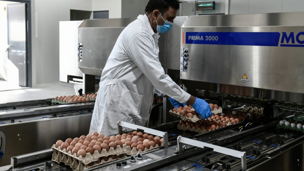 Ανησυχητικά σημάδια για επικίνδυνες ουσίες στα ελληνικά αυγά – Τι δείχνει έρευνα του ΕΚΠΑ