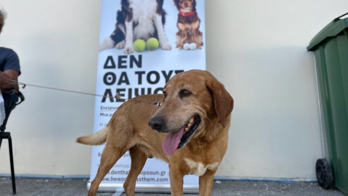 Δήμος Χανίων: Ξεκίνησαν οι δωρεάν στειρώσεις σε δεσποζόμενα ζώα συντροφιάς για ευπαθείς κοινωνικές ομάδες
