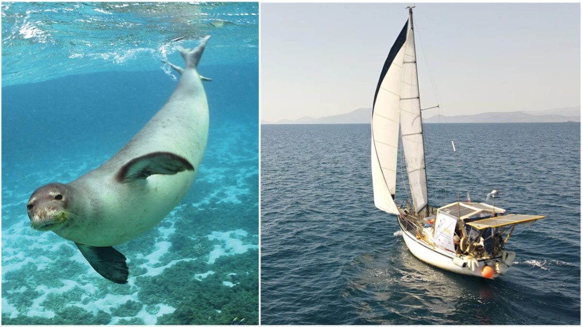 Seal Greece: 1.000 μίλια για τις 1.000 μεσογειακές φώκιες που απομένουν