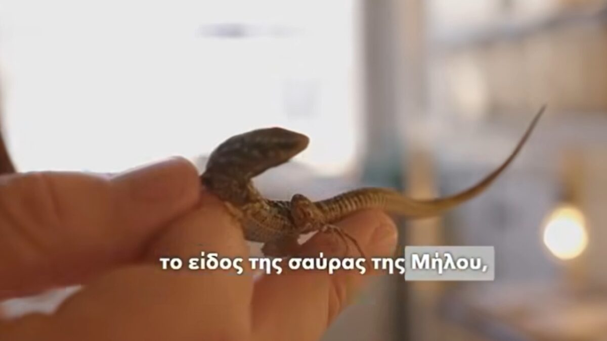 Οργανισμός Φυσικού Περιβάλλοντος και Κλιματικής Αλλαγής: Ανακάλυψη για νέο είδος σαύρας στην Ελλάδα