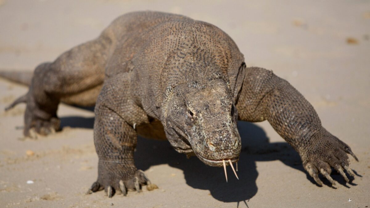 Ο Δράκος του Κόμοντο ζούσε πριν από 4 εκατομμύρια χρόνια στο Μεγάλο΄Εμβολο, σύμφωνα με επιστημονική μελέτη