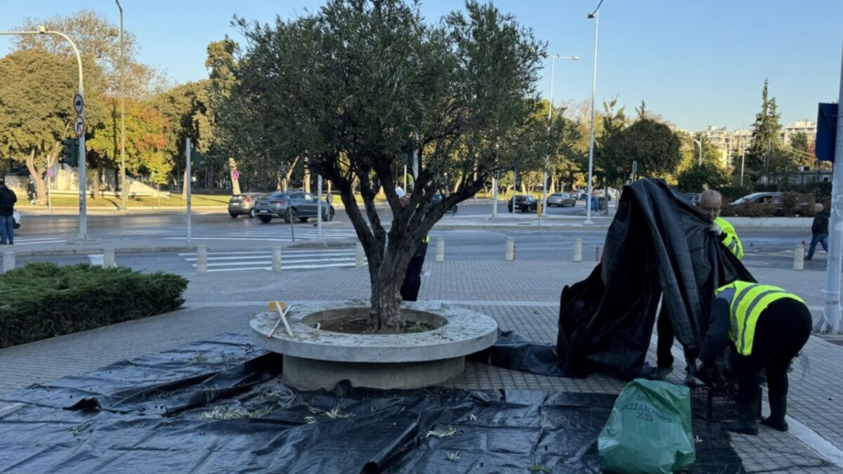 Ξεκινά η συγκομιδή ελιάς από τα ελαιόδεντρα του Δήμου Θεσσαλονίκης