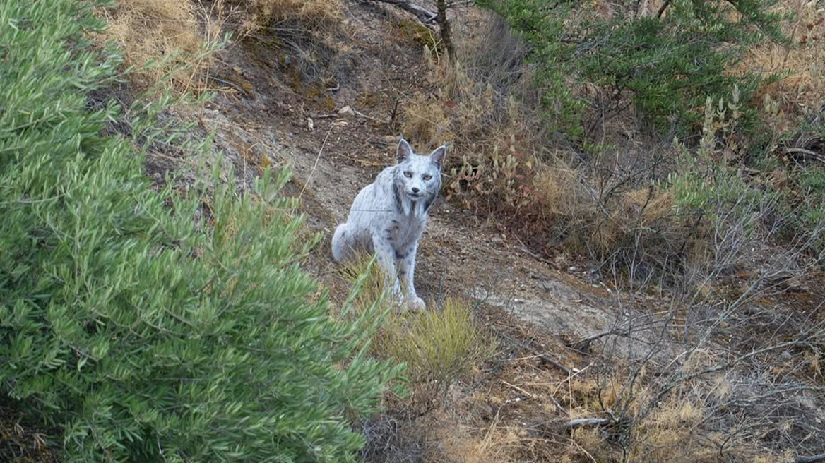 Ο Ιβηρικός λευκός λύγκας φωτογραφήθηκε για πρώτη φορά στην Ισπανία – Θεωρείται ένα από τα σπανιότερα αιλουροειδή στον κόσμο
