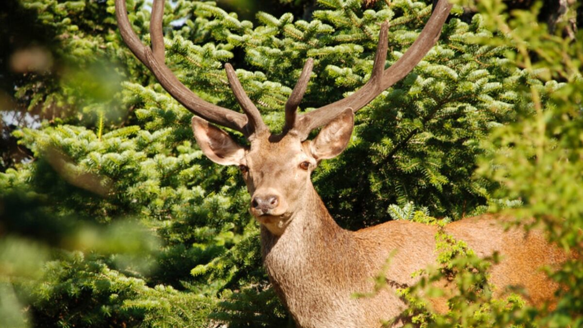 WWF Ελλάς: Οι οικολογικοί διάδρομοι ως μέσο προστασίας της άγριας ζωής