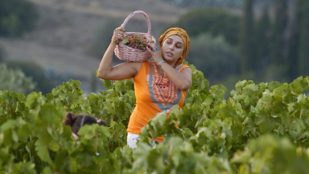 Η παγκόσμια παραγωγή οίνου παρέμεινε χαμηλή το 2025 εξαιτίας κλιματικών σοκ