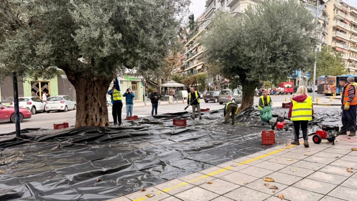 Δήμος Θεσσαλονίκη: Μαζεύονται οι ελιές από τα ελαιόδεντρα για να παραχθεί δημοτικό βιολογικό λάδι «Θερμαϊκός Χρυσός»